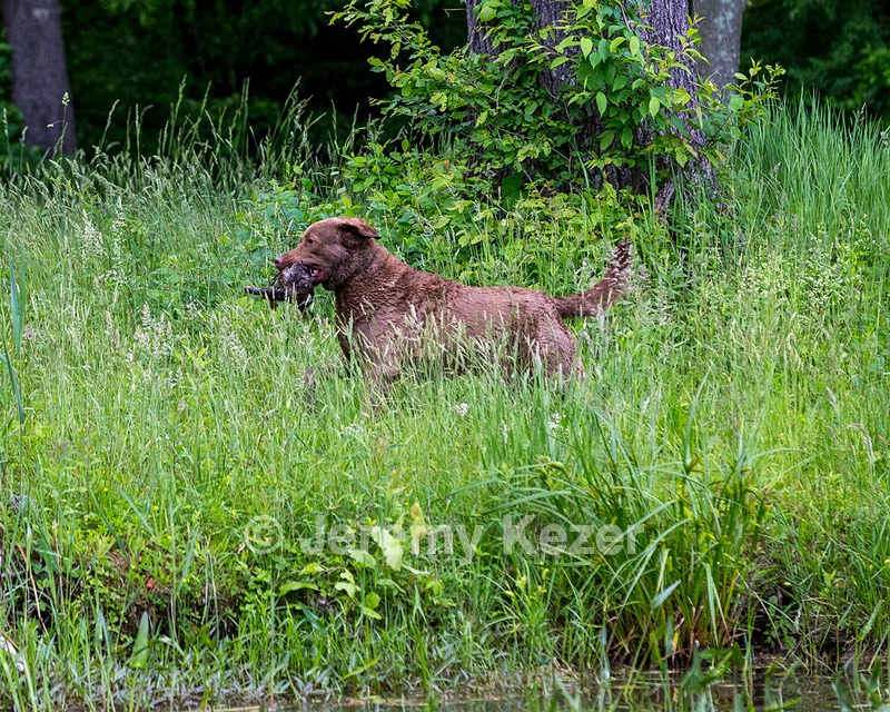 Hunter Law