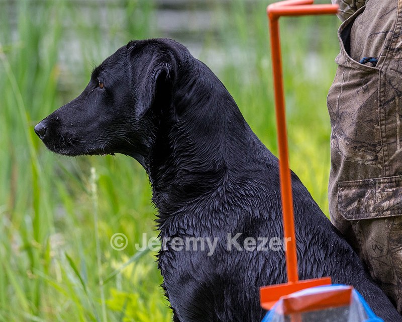 Ranger Schuko