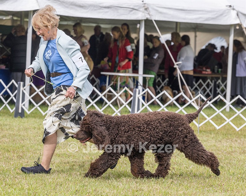 07 - GCH CH CASTLEHILL'S RAMBLIN' RAFAEL O'CRISPIN BN (Rafi)