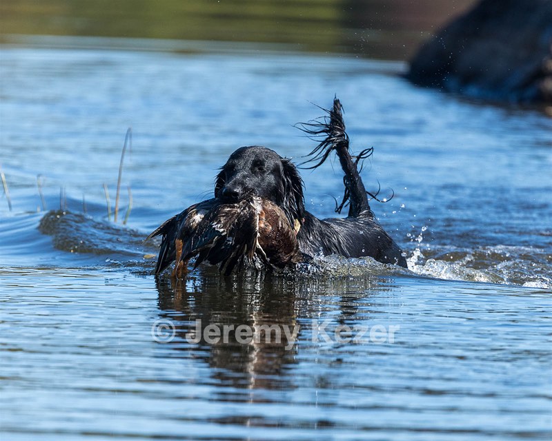 Mocean Klein