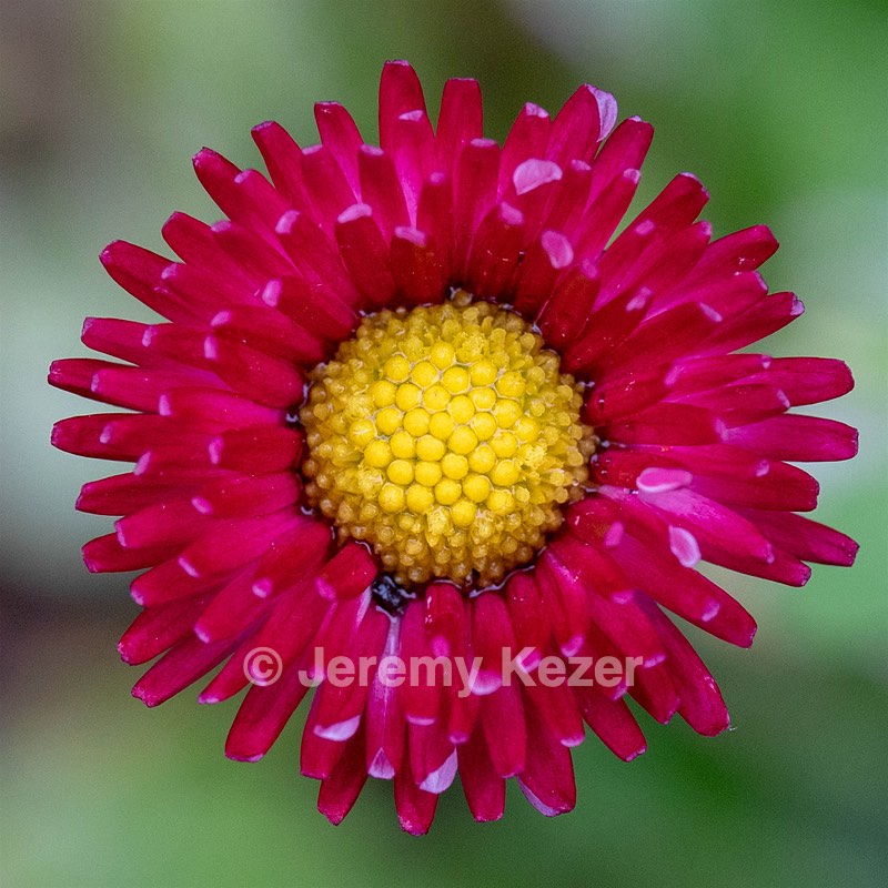 Flower, Amesbury, Massachusetts