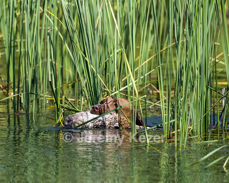 Maple Murdock