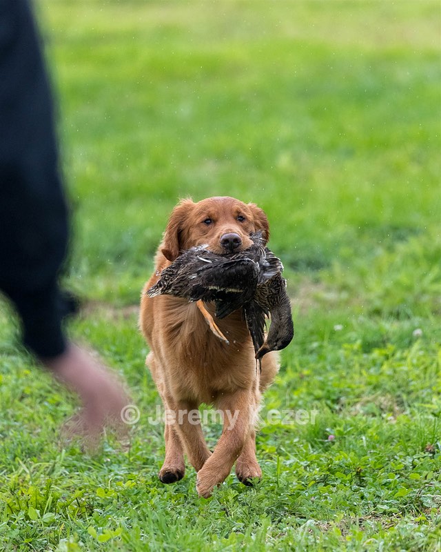 Camo Smollin