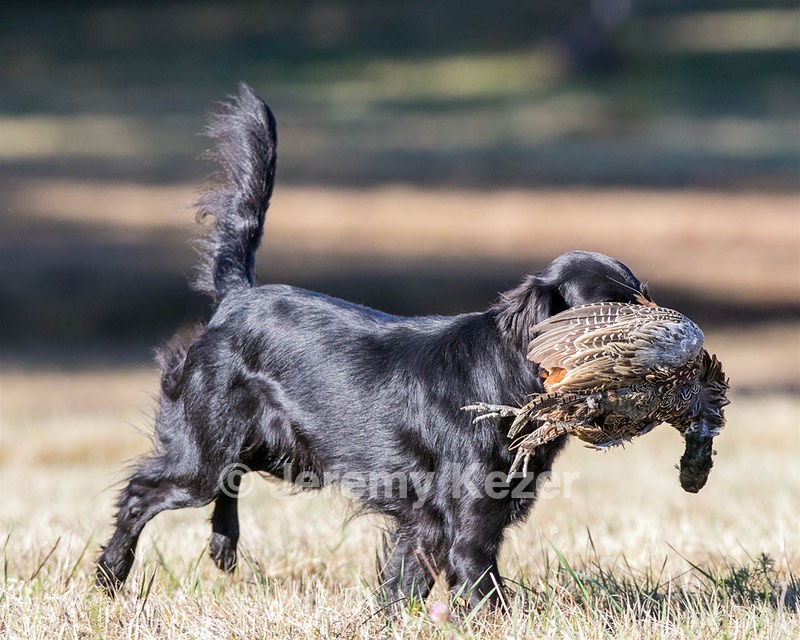Carrie