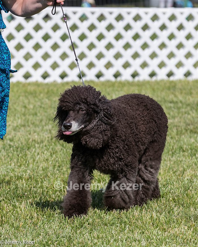 64 - CH Navarone's Absolutely Fabulous RN CGC (Edwina)