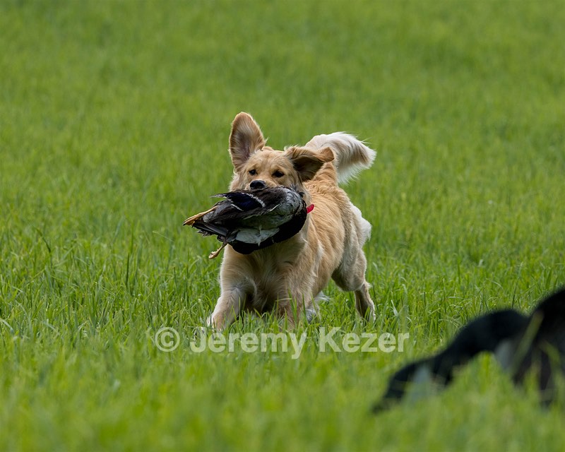 Pixie Aust-Olkin