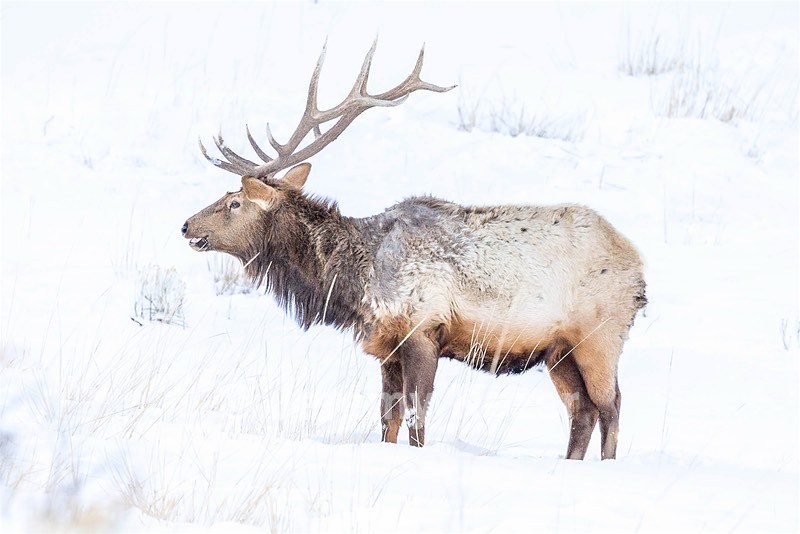 Elk, Yellowstone National Park