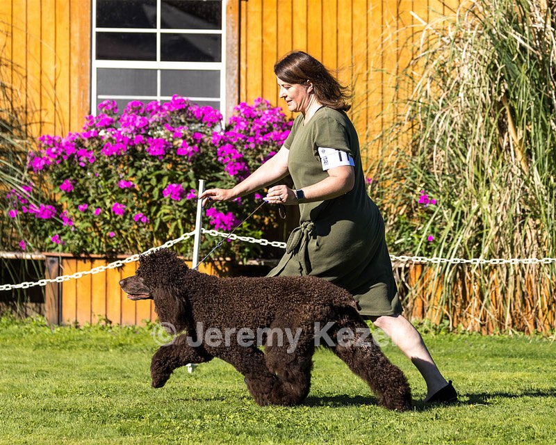 11 - GCH CH BREKKON'S FIRST MARK BN RN CGC TKN