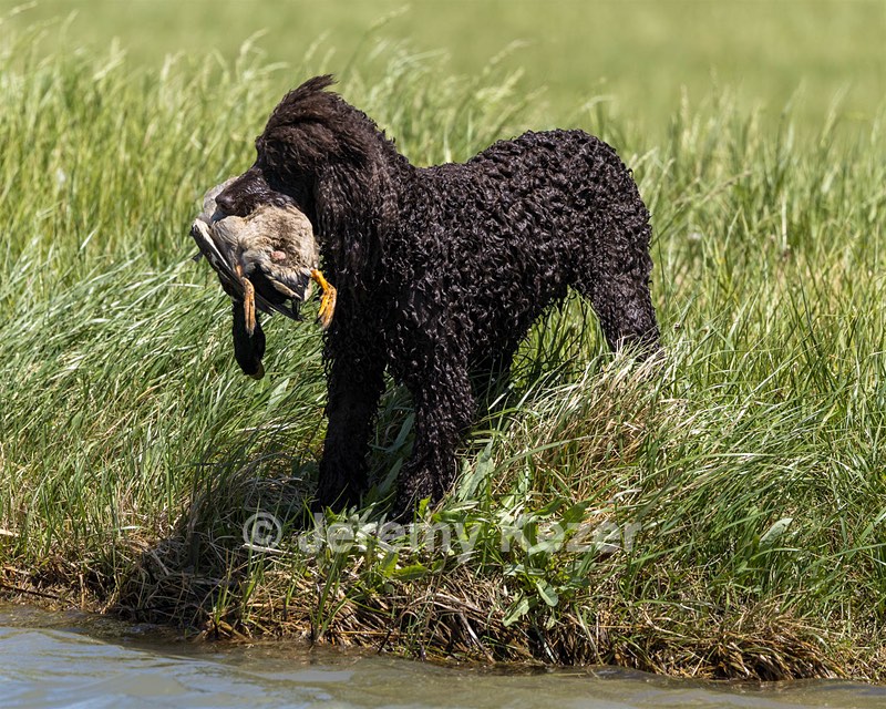 Ghillie