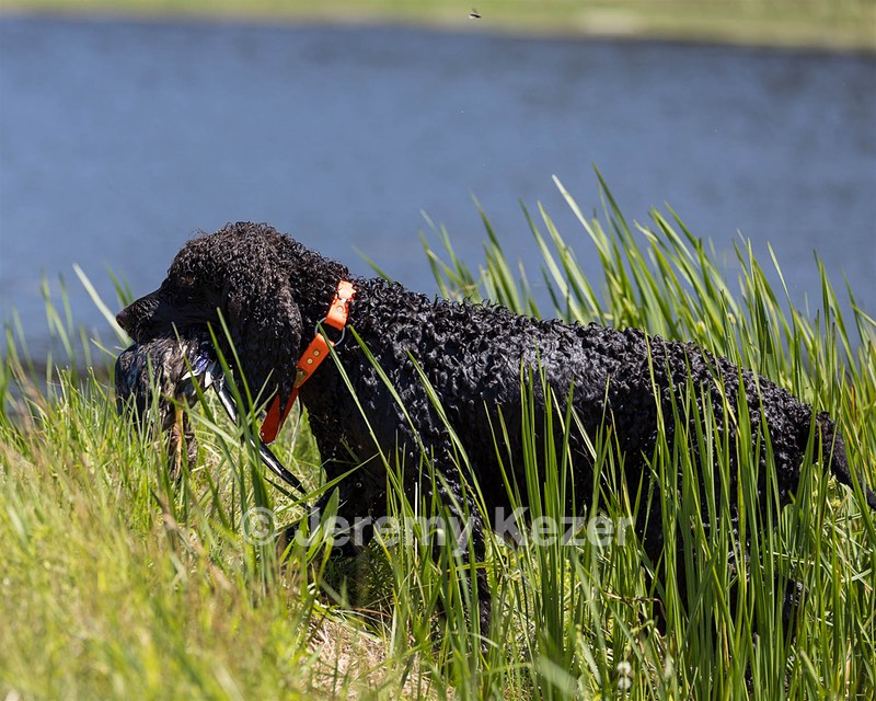 Ghillie Kezer