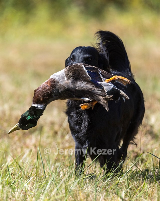 Dolly Partridge