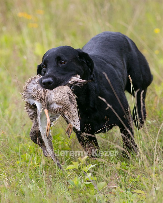 Ruger Collins