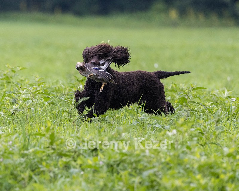 Ghillie Kezer