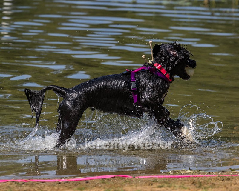 Dotty Lattrell