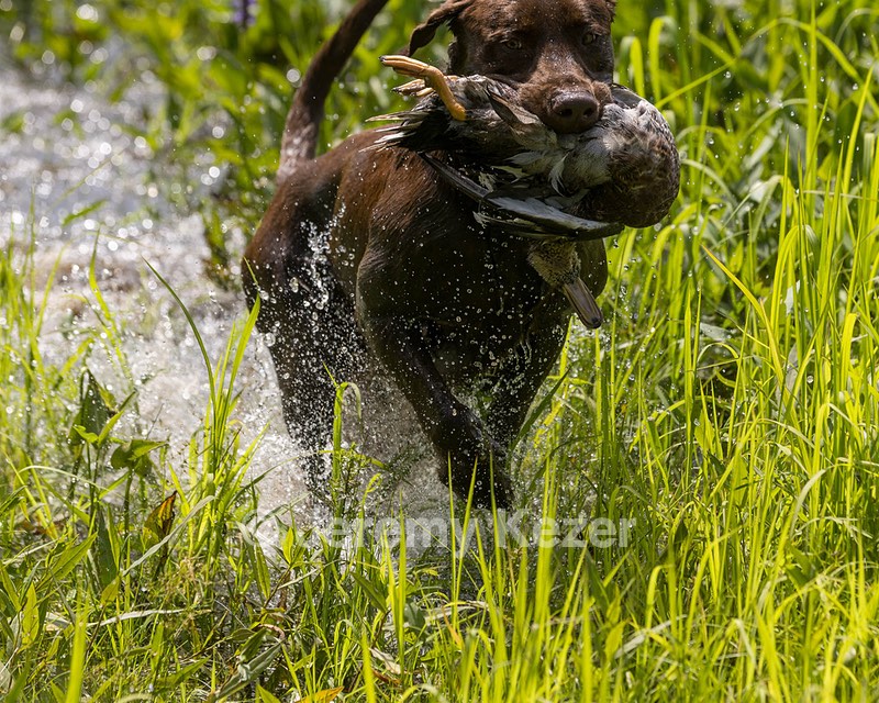 Moose Molle