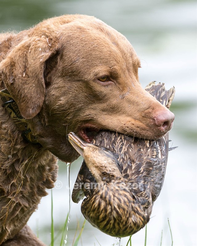 Hunter Law