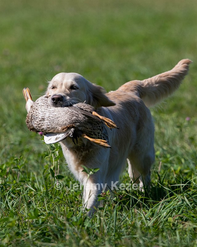 Chase