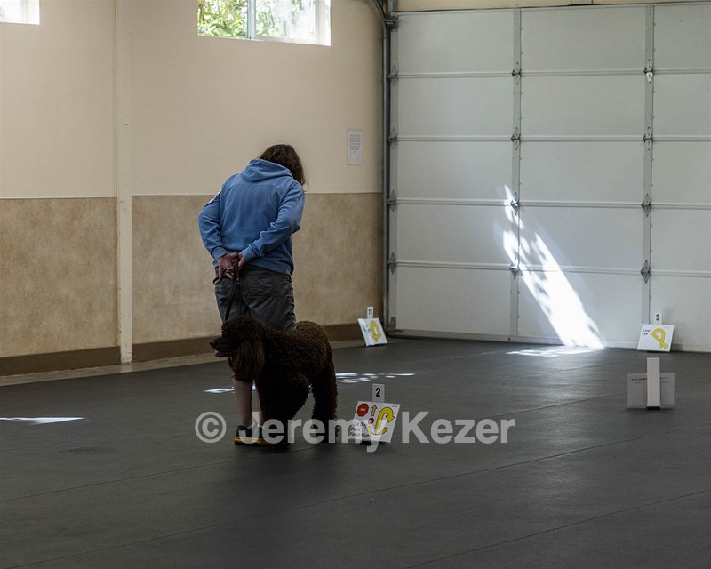 2304 - GCH CH BREKKON'S FIRST MARK BN RN CGC TKN (Hunny)