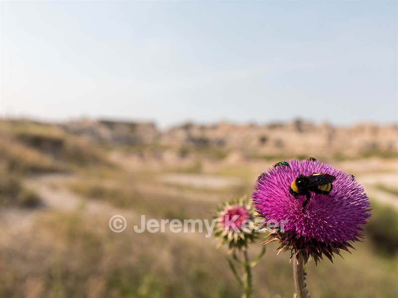 Thistle, Badlands National Park, South Dakota