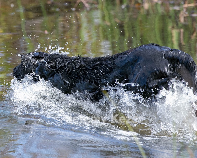 Ripple