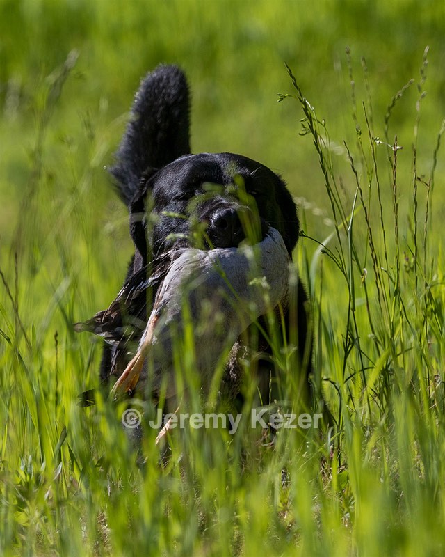 Ranger Schuko