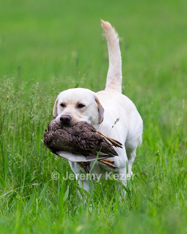 Goose