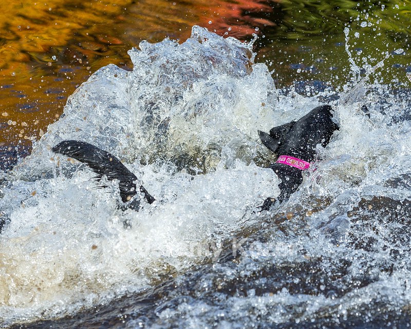Shoreline's Dancing Girl (Sadie)