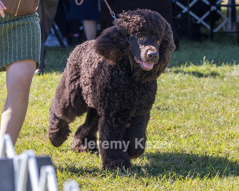 25 - GCH CH POOLE'S IDE RIPTIDE OHS RI DS CGC (Rip)