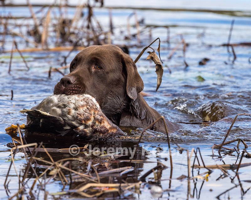 Hawkeye Dillon