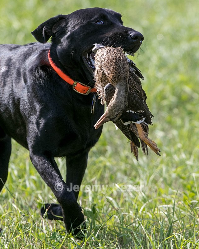 Brutus Culbertson