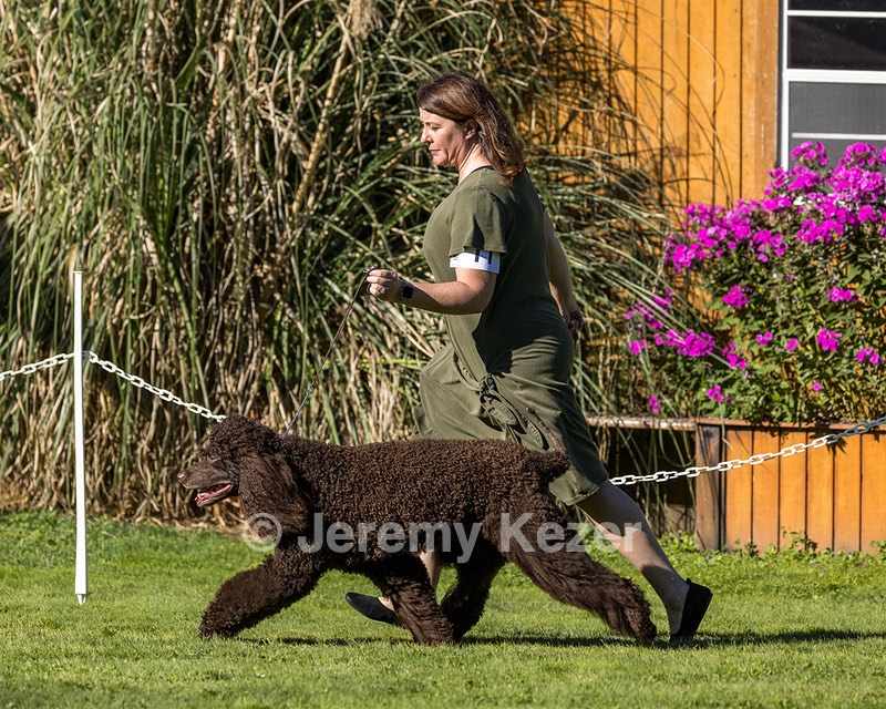 11 - GCH CH BREKKON'S FIRST MARK BN RN CGC TKN (Hunny)