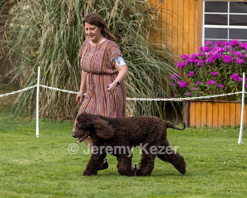 11 - GCH CH BREKKON'S FIRST MARK BN RN CGC TKN
