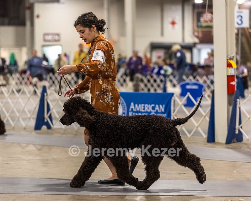 15 - CH POOLE'S IDE DARK KNIGHT (Oscar)