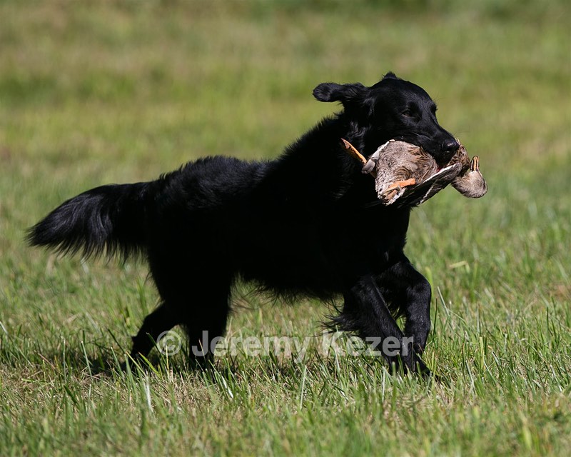 Gunner McCluer