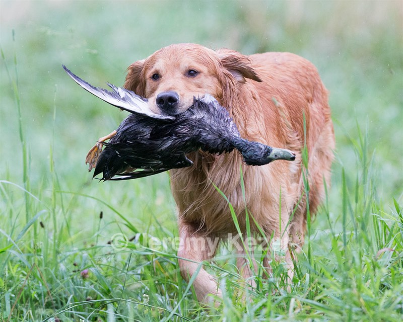 Hawk Worrest