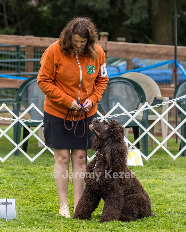 2304 - GCH CH BREKKON'S FIRST MARK BN RN CGC TKN (Hunny)