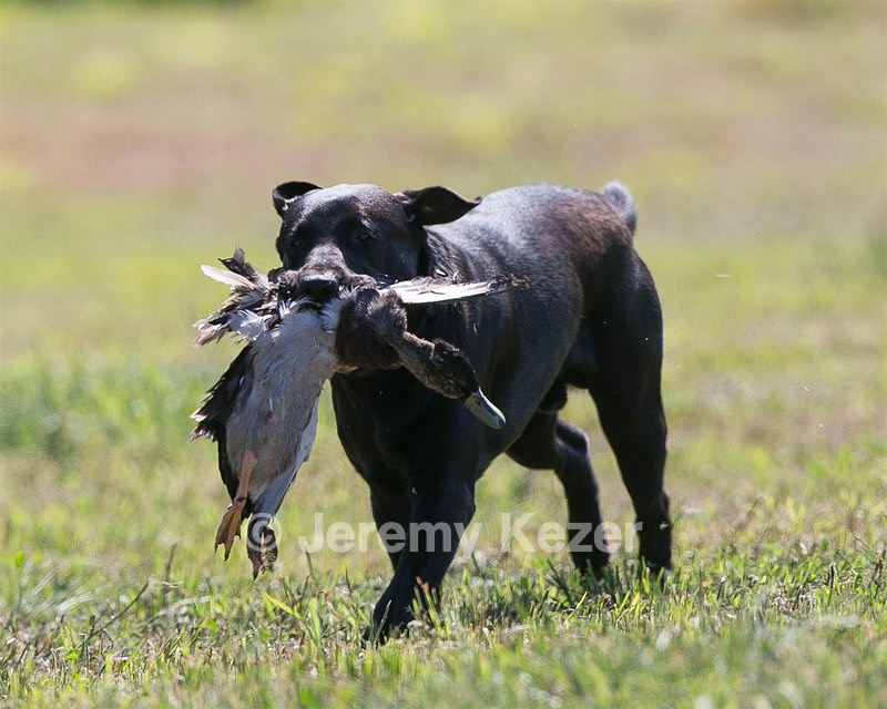 Moose Planty