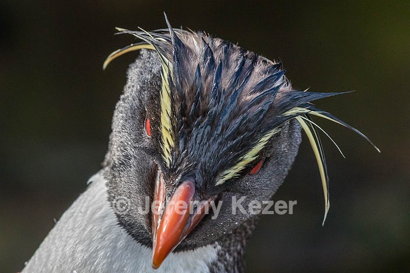Rockhopper Penguin, Saunders Island, The Falklands