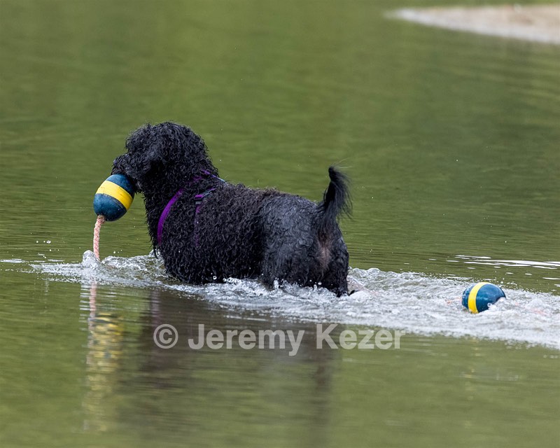 Perry Schaub