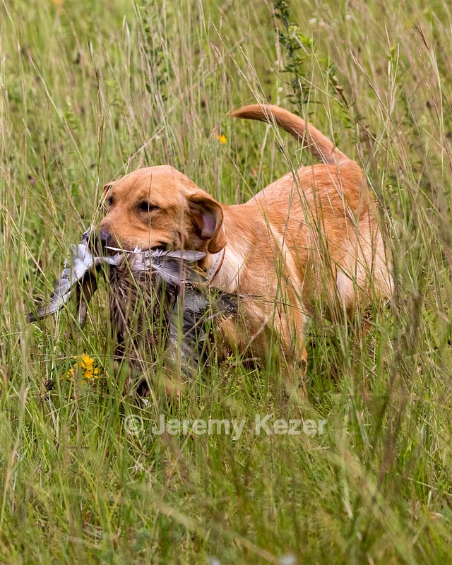 Dexter Mowers