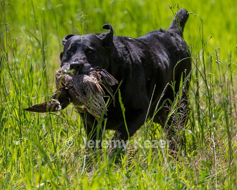 Ruger Bodine