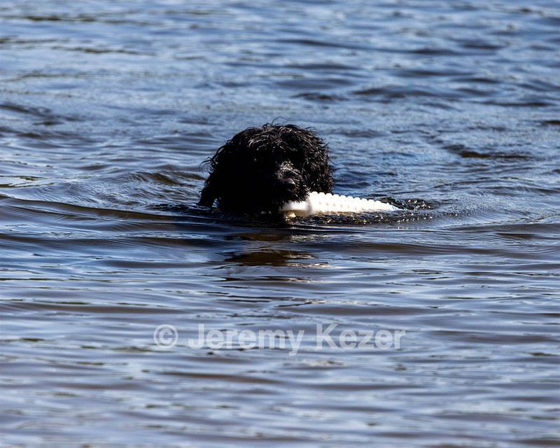 Boaty Belicose