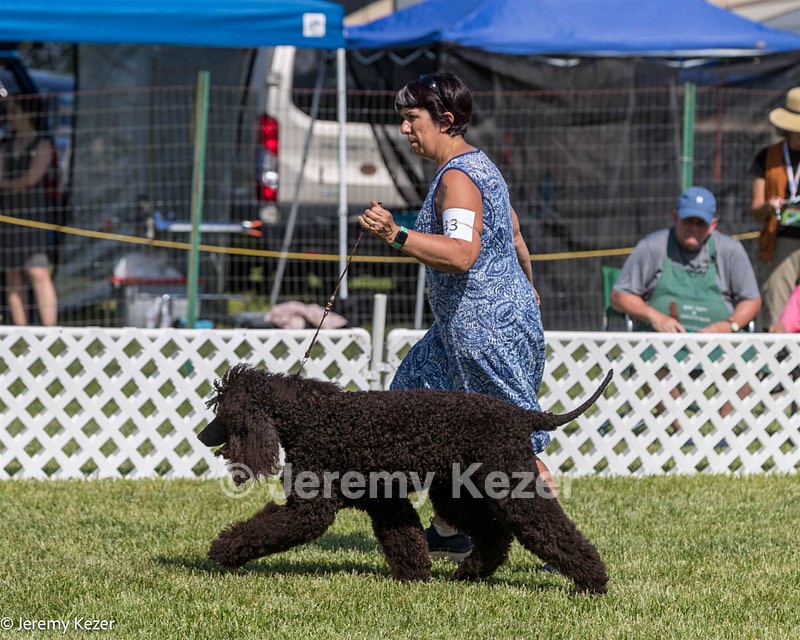 43 - GCH CH Chantico's Shelter From The Storm CD RA MX AXJ MXP2 MJP2 MJPB XF DS (Reef)
