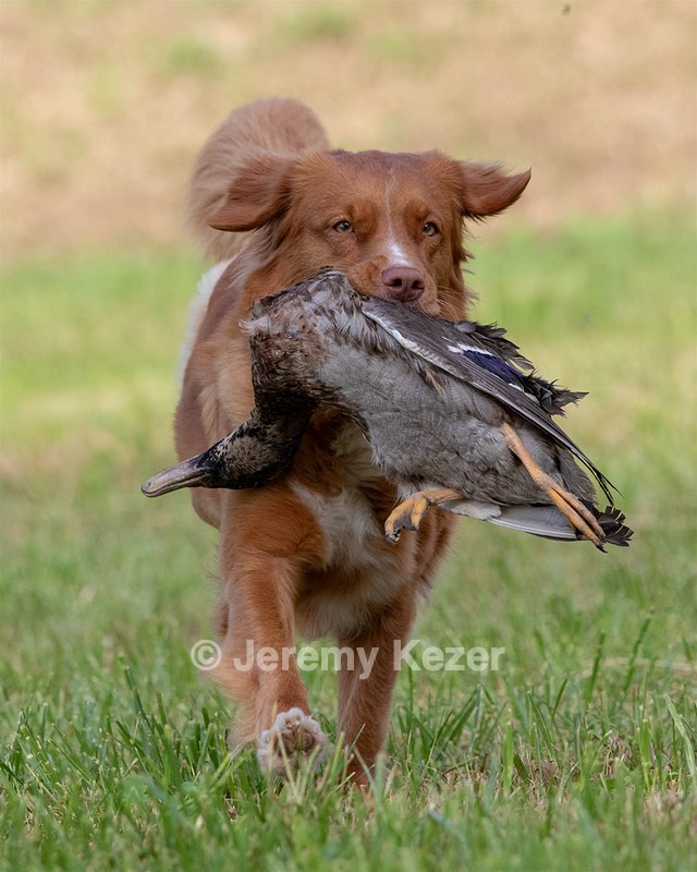 Ganser Baillargeon