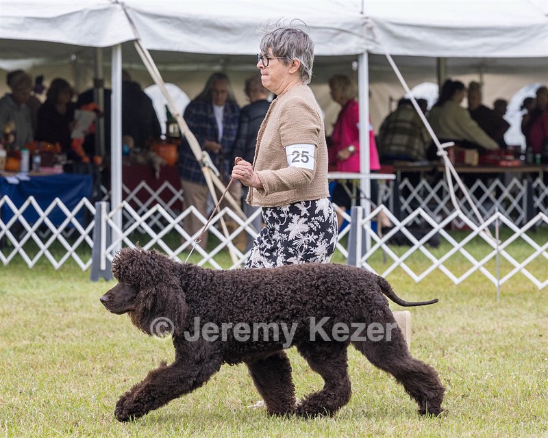 25 - GCH CH POOLE'S IDE RIPTIDE OHS RI DS CGC (Rip)