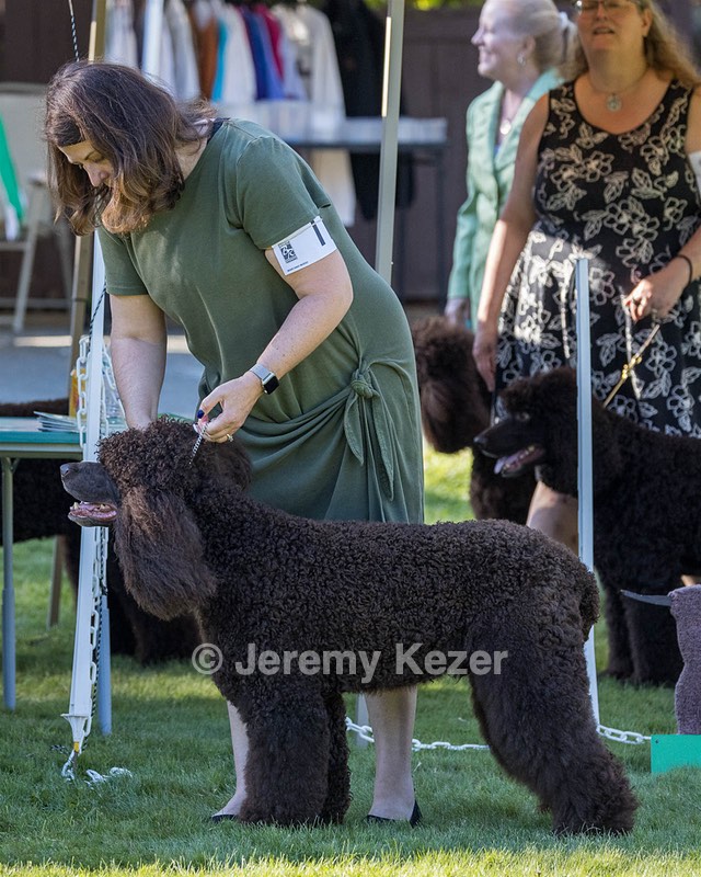 11 - GCH CH BREKKON'S FIRST MARK BN RN CGC TKN (Hunny)