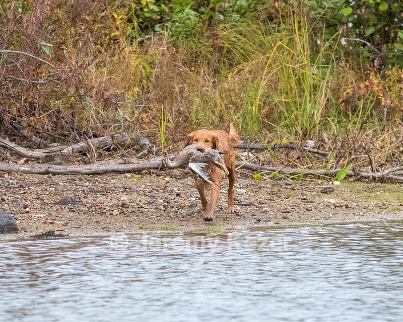 Canoe