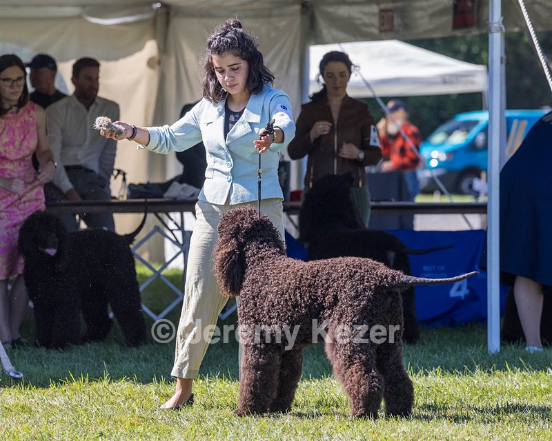 09 - GCH CH POOLE'S IDE DARK KNIGHT RN CGC TKN ATT (Oscar)