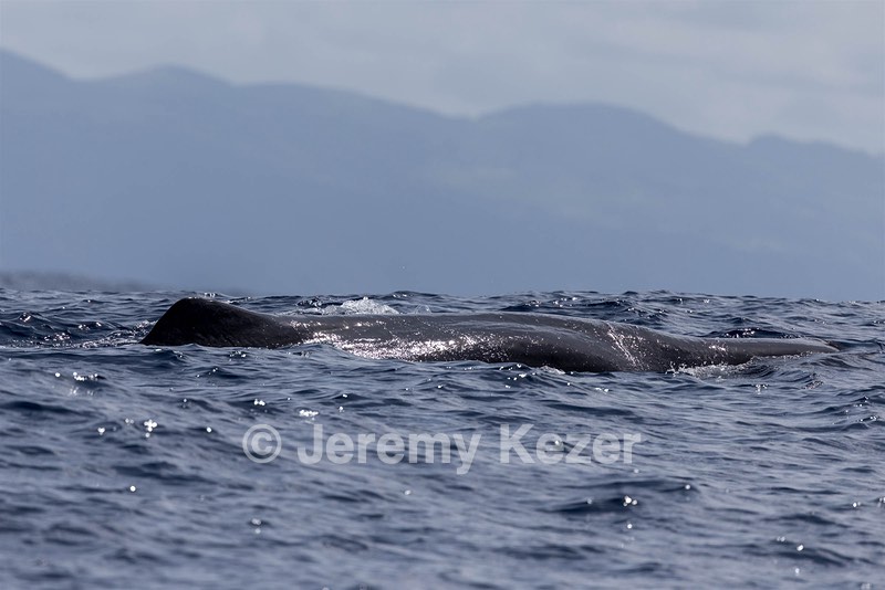 Sperm Whale