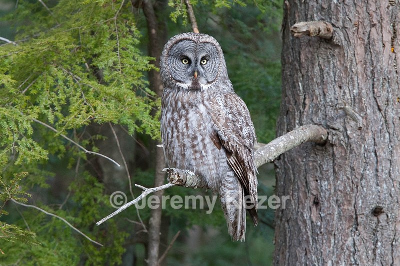 Great Gray Owl, Durham, NH